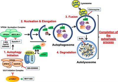 Cell Death Triggered by the Autophagy Inhibitory Drug 3-Methyladenine in Growing Conditions Proceeds With DNA Damage